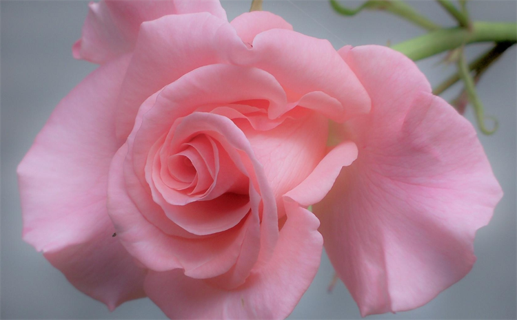 粉色玫瑰的花语是什么（粉色玫瑰的花语和象征）