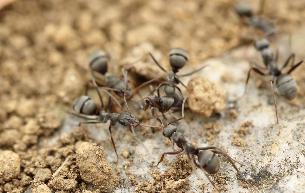 蚂蚁的天敌有哪些（蚂蚁的天敌是什么）