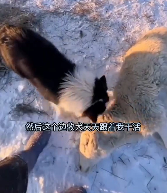 羊被冻死牧羊犬试图唤醒贴身取暖