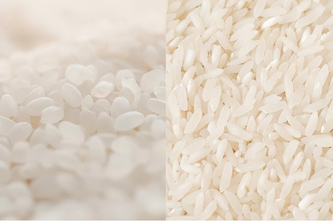 粳米和籼米的区别（粳米和籼米有什么不同）