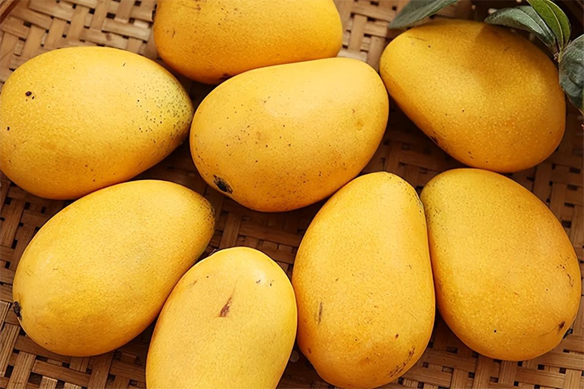芒果成熟季节是几月份（芒果一般几月份成熟）