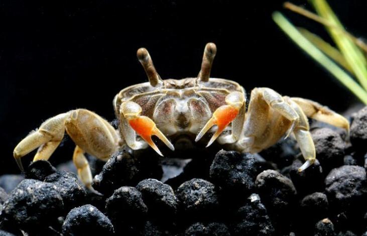 小螃蟹吃什么食物（小螃蟹怎么养方法）