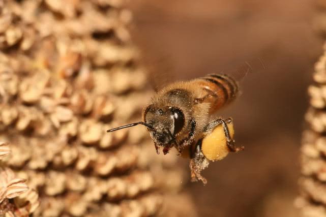 蜜蜂是怎么采蜜的（蜜蜂采蜜的过程）