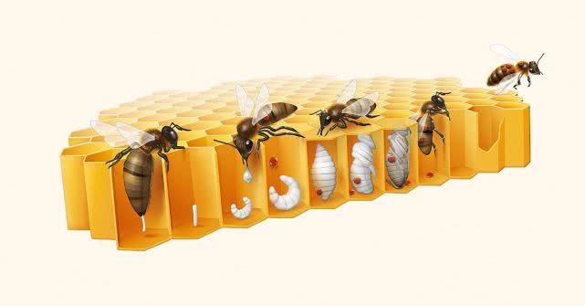 蜜蜂是怎么采蜜的（蜜蜂采蜜的过程）