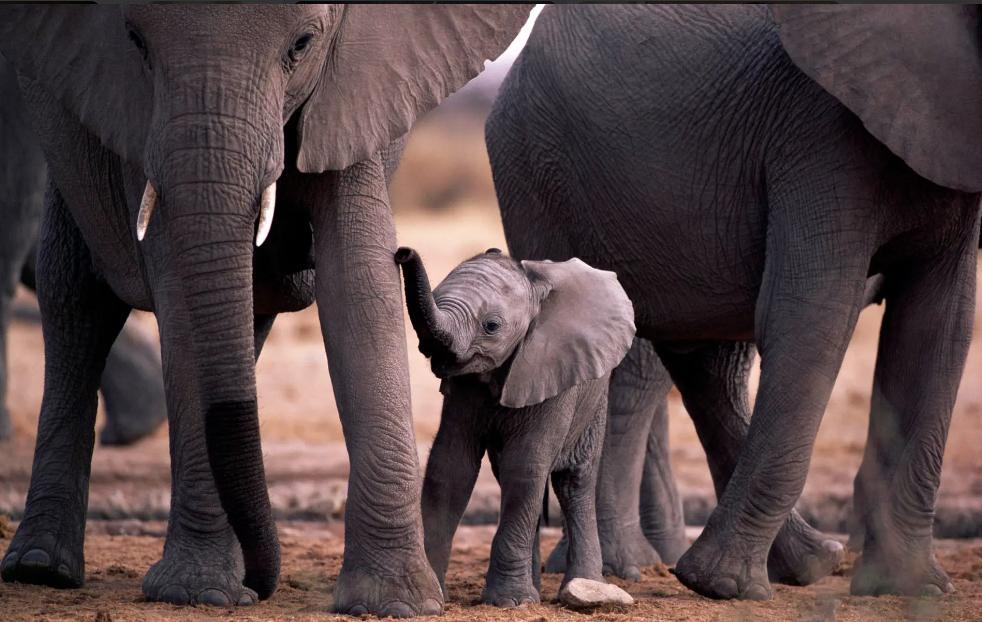 大象重量一般有几吨（大象重量多少）