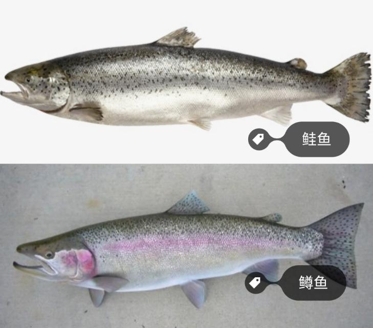 鲑鱼和三文鱼的区别（鲑鱼和三文鱼有什么不同）