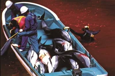 日本海豚湾事件是怎么回事，日本海豚湾事件是什么