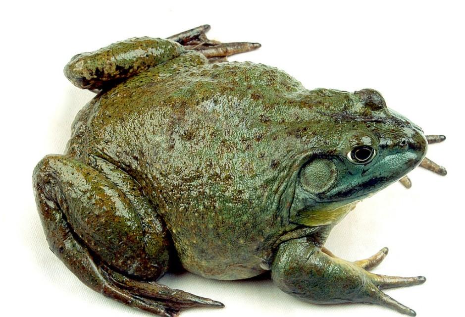 牛蛙是青蛙吗（牛蛙属不属于青蛙）
