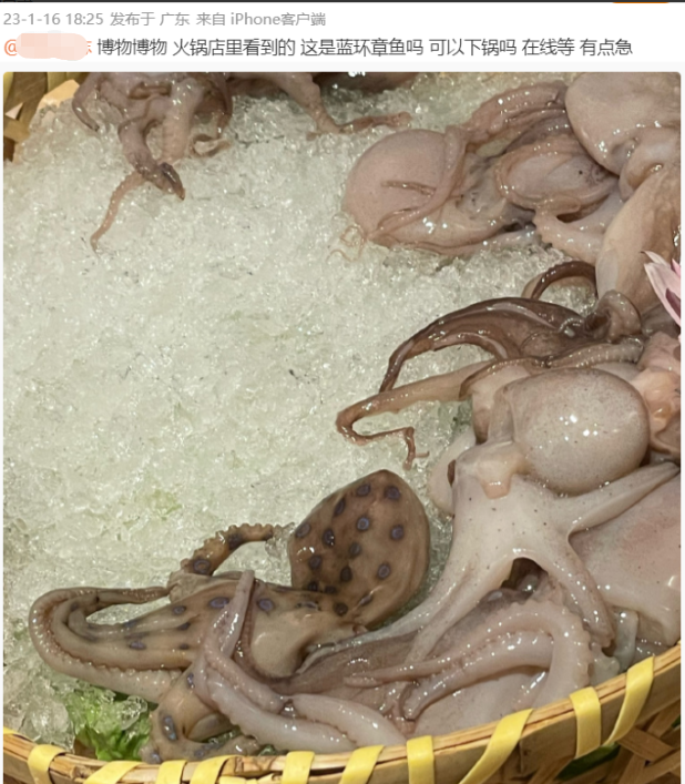 网友称吃火锅遇剧毒蓝环章鱼，蓝环章鱼的毒性有多强