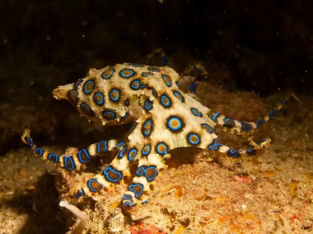 蓝环章鱼毒性是眼镜蛇的50倍，可以杀死20人以上