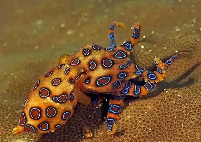 蓝环章鱼毒性是眼镜蛇的50倍，可以杀死20人以上