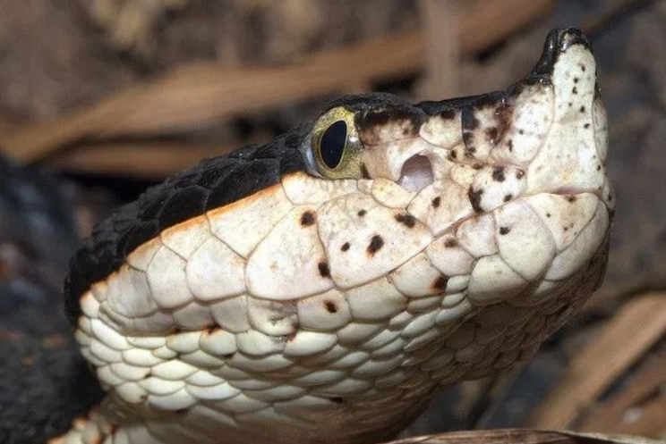 百步蛇是中国最凶险的毒蛇之一
