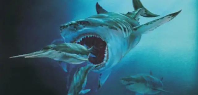 曾经的海洋霸主耳齿鲨是巨齿鲨的祖先