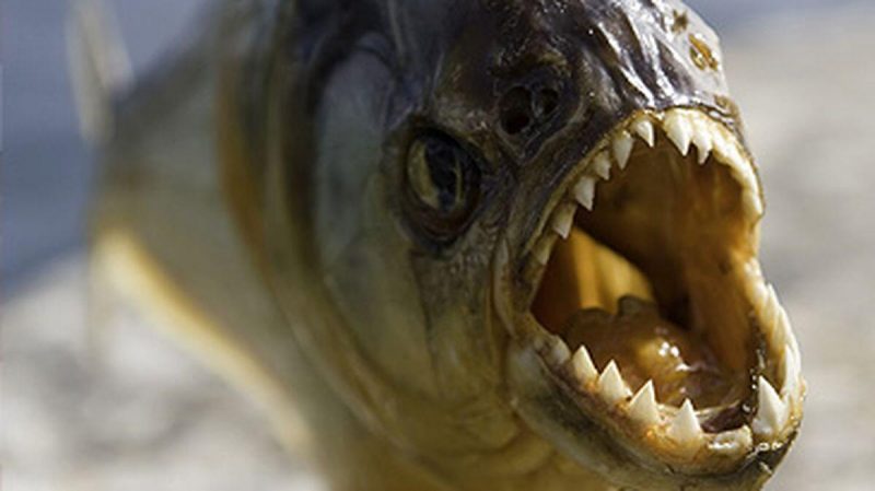亚马逊食人鱼的天敌有哪些