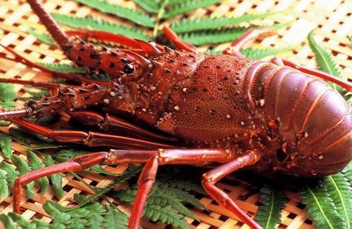 全球最贵龙虾十大排名
