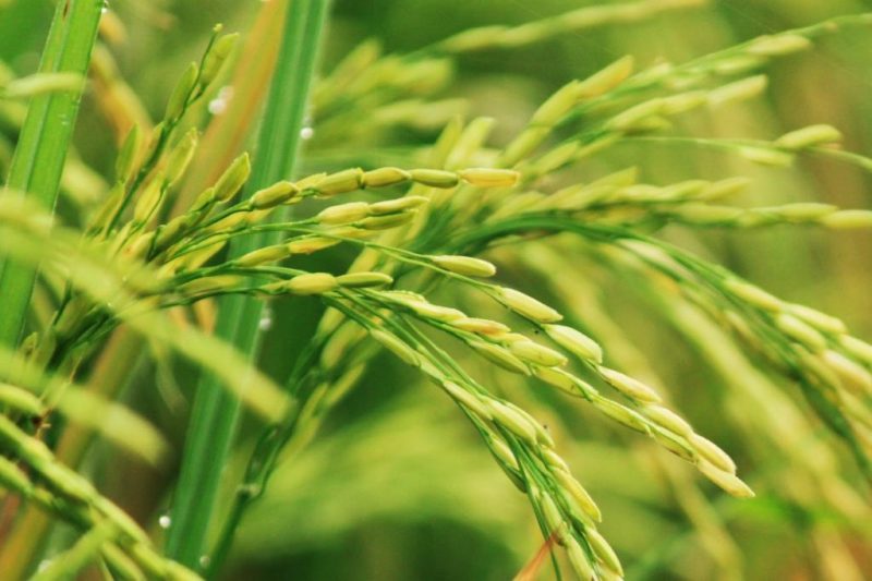 世界上有绿色大米吗