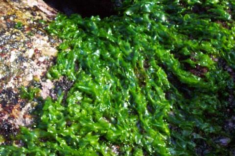 天然绿藻：大自然的绿色宝藏