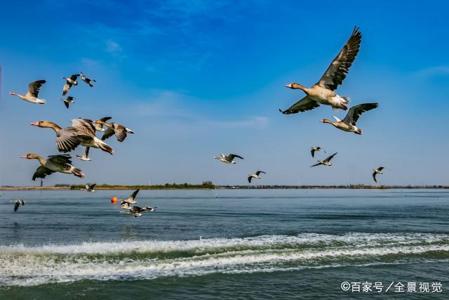 鸿是江边鸟：生命的旅程与自由的追求