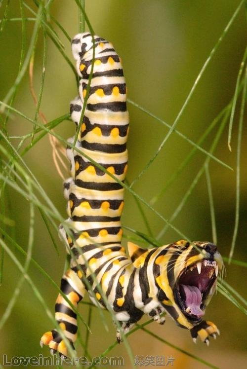 神奇的老虎虫：探秘其生态与生命力